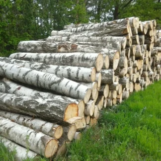 Birkenstämme – 1 LKW-Ladung (50 Kubikmeter) – PEFC- und FSC-zertifiziert